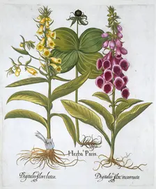 Herb Paris (Solanum quadrifolium), Common Foxglove (Digitalis Purpurea) Large Yellow Foxglove Creator: Unknown