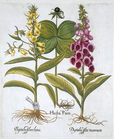 Herb Paris (Solanum quadrifolium), Common Foxglove (Digitalis Purpurea) Large Yellow Foxglove Creator: Unknown