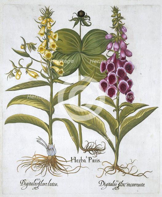 Herb Paris (Solanum quadrifolium), Common Foxglove (Digitalis Purpurea) Large Yellow Foxglove Creator: Unknown.