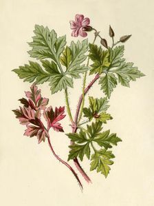 Herb-Robert 1877. Creator: Frederick Edward Hulme