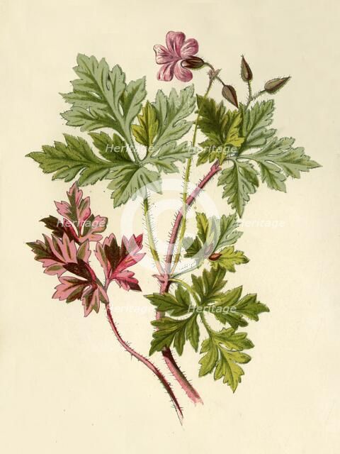 'Herb-Robert', 1877. Creator: Frederick Edward Hulme.