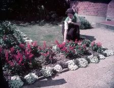Herbaceous border, 1953. Creator: Arthur Charles Kirby Ware
