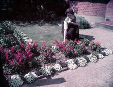 Herbaceous border, 1953. Creator: Arthur Charles Kirby Ware