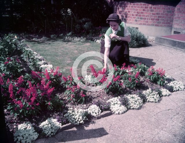 Herbaceous border, 1953. Creator: Arthur Charles Kirby Ware.