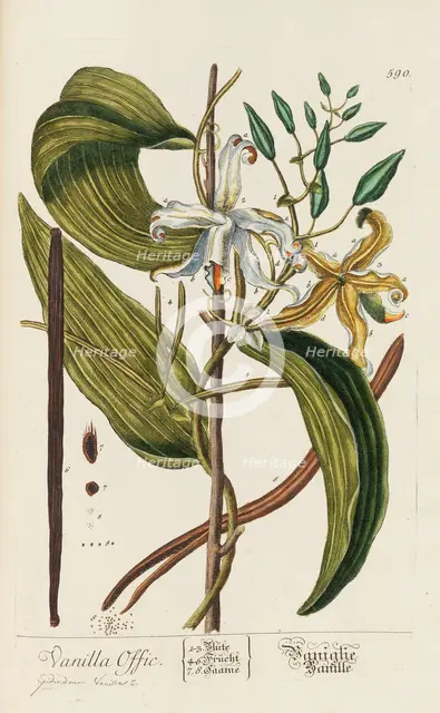 Herbarium Blackwellianum emendatum et auctum, 1754-1773. Creator: Blackwell, Elizabeth Blachrie (1707-1758).