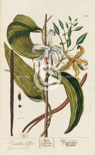 Herbarium Blackwellianum emendatum et auctum, 1754-1773. Creator: Blackwell, Elizabeth Blachrie (1707-1758).