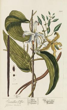 Herbarium Blackwellianum emendatum et auctum, 1754-1773. Creator: Blackwell, Elizabeth Blachrie (1707-1758)
