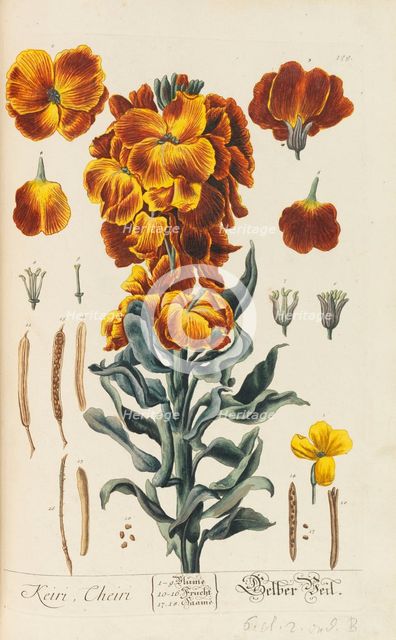 Herbarium Blackwellianum emendatum et auctum, 1754-1773. Creator: Blackwell, Elizabeth Blachrie (1707-1758).