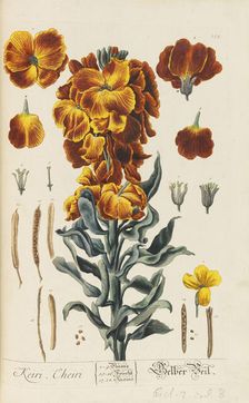 Herbarium Blackwellianum emendatum et auctum, 1754-1773. Creator: Blackwell, Elizabeth Blachrie (1707-1758)