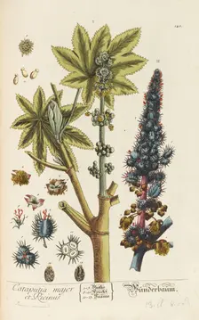 Herbarium Blackwellianum emendatum et auctum, 1754-1773. Creator: Blackwell, Elizabeth Blachrie (1707-1758)