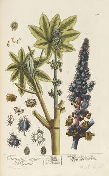 Herbarium Blackwellianum emendatum et auctum, 1754-1773. Creator: Blackwell, Elizabeth Blachrie (1707-1758)
