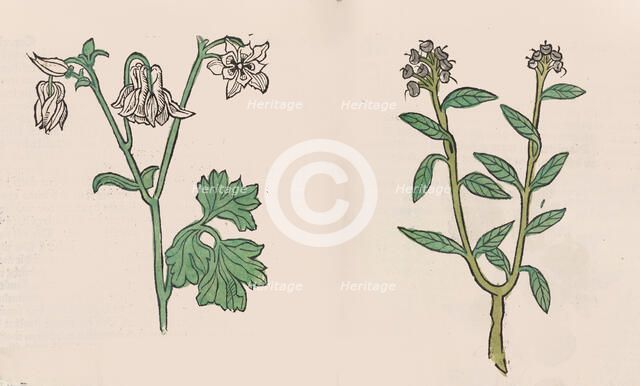 Herbarius - Gart der gesuntheit - Hortus sanitatis, 1485. Creator: Hans Schönsperger.