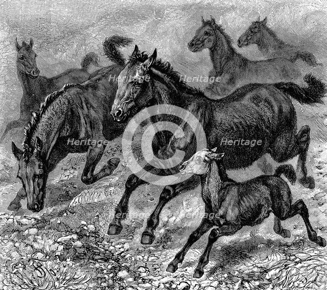Herd of Tarpan, 1893. Artist: Unknown