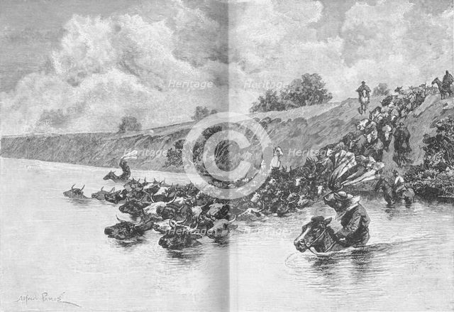 'Herd of Cattle Crossing the Uruguay',  c1885, (1890). Artist: Robert Taylor Pritchett.