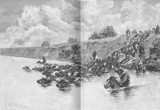 Herd of Cattle Crossing the Uruguay c1885, (1890). Artist: Robert Taylor Pritchett