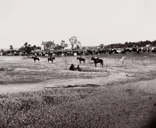 [Herd of Horses]. Brady album, p. 123, 1861-65. Creator: Unknown