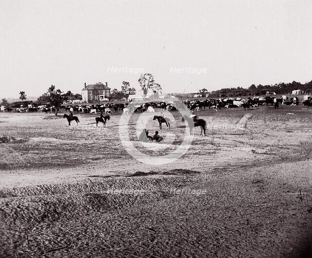 [Herd of Horses]. Brady album, p. 123, 1861-65. Creator: Unknown.