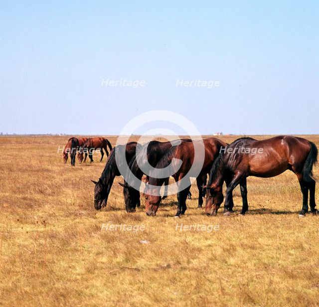 Herd of horses grazing on the Hortobagy plaza. Artist: CM Dixon Artist: Unknown