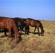 Herd of horses grazing on the Hortobagy plaza. Artist: CM Dixon