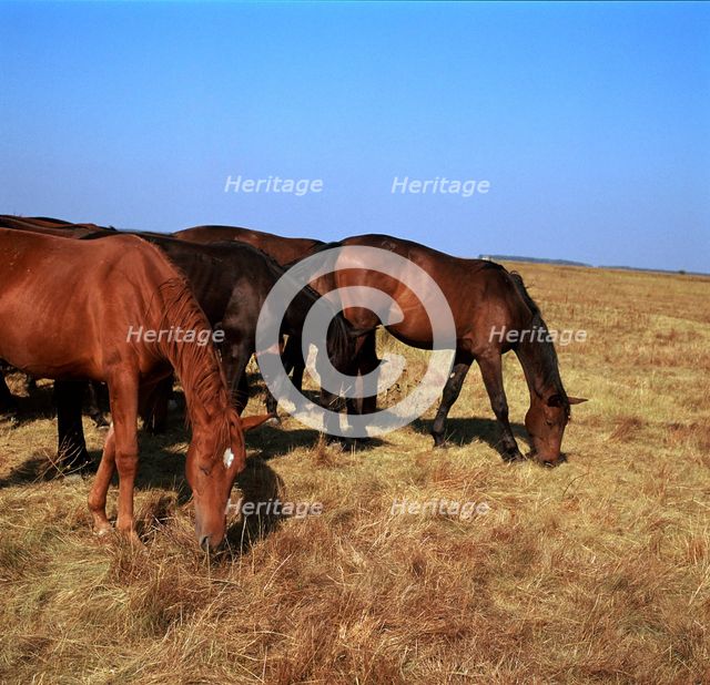 Herd of horses grazing on the Hortobagy plaza. Artist: CM Dixon Artist: Unknown