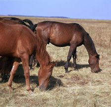 Herd of horses grazing on the Hortobagy plaza. Artist: CM Dixon