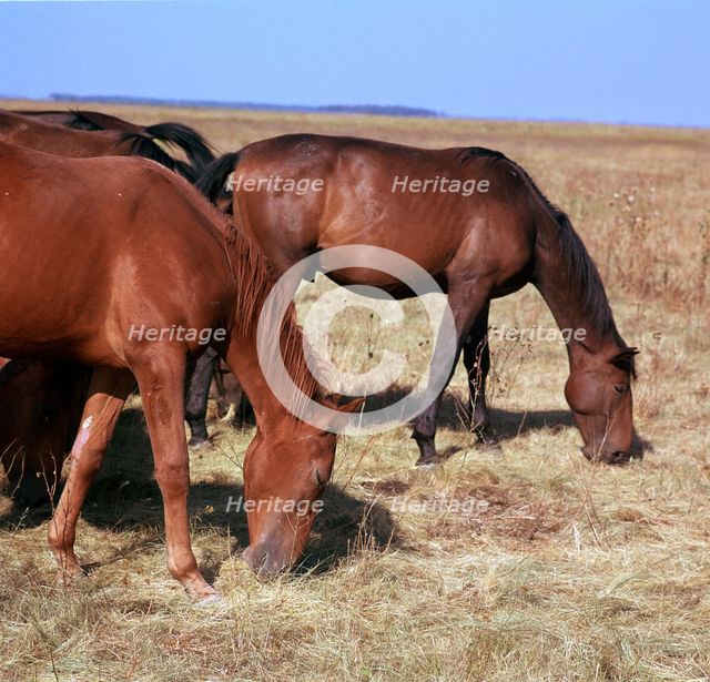 Herd of horses grazing on the Hortobagy plaza. Artist: CM Dixon Artist: Unknown
