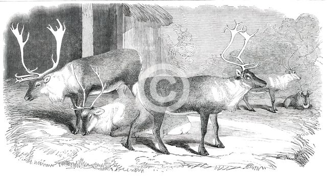 Herd of Rein-Deer, in the Gardens of the Zoological Society, Regent's Park, 1850. Creator: Unknown.