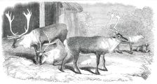 Herd of Rein-Deer, in the Gardens of the Zoological Society, Regent's Park, 1850. Creator: Unknown
