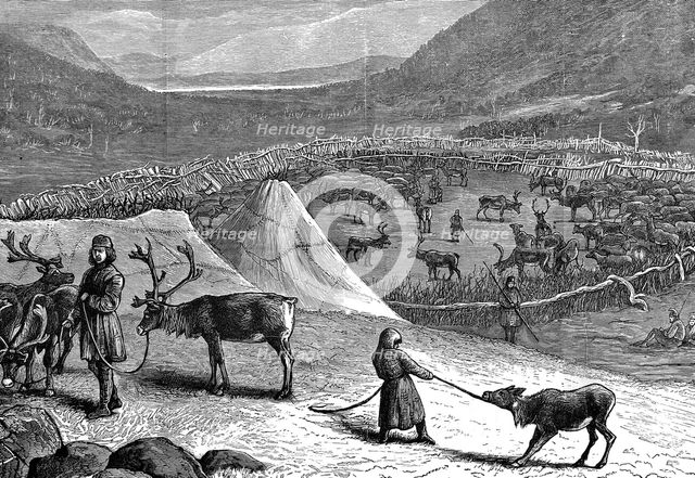 Herd of Reindeer, Lapland, 1882. Artist: Unknown