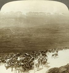 Herd of reindeer of the northern wilds, and snowy heights of Hardanger glacier, Norway c1905. Creator: Unknown