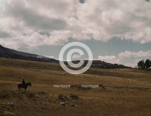 Herder with his flock of sheep on the Gravelly Range, Madison County, Montana, 1942. Creator: Russell Lee.