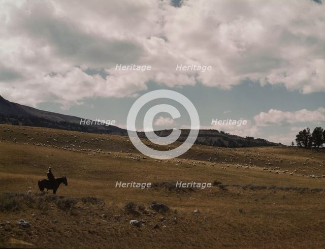 Herder with his flock of sheep on the Gravelly Range, Madison County, Montana, 1942. Creator: Russell Lee.