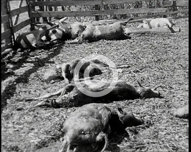 Herds of Cows Suffering And Dying Because of Industrialisation, 1932. Creator: British Pathe Ltd.