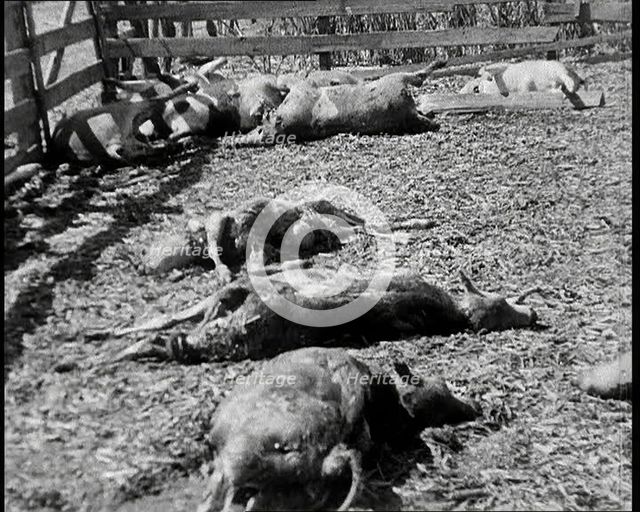 Herds of Cows Suffering And Dying Because of Industrialisation, 1932. Creator: British Pathe Ltd.