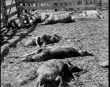 Herds of Cows Suffering And Dying Because of Industrialisation, 1932. Creator: British Pathe Ltd
