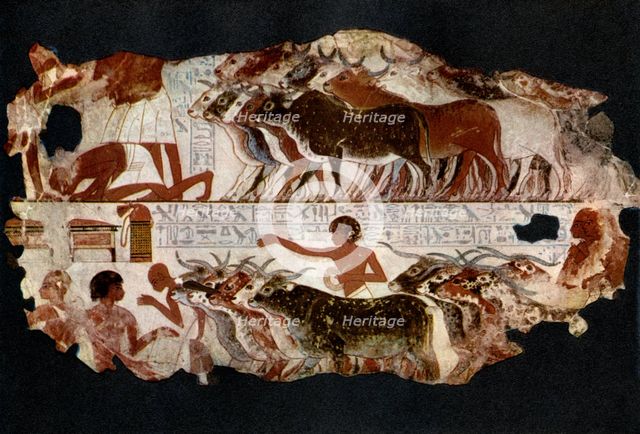 Herds of cattle from the time of the 18th Dynasty, Egypt, c1400 BC (1936). Artist: Unknown