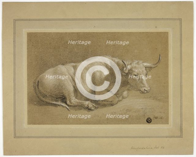 Herefordshire Fat Ox, n.d. Creator: James Ward.