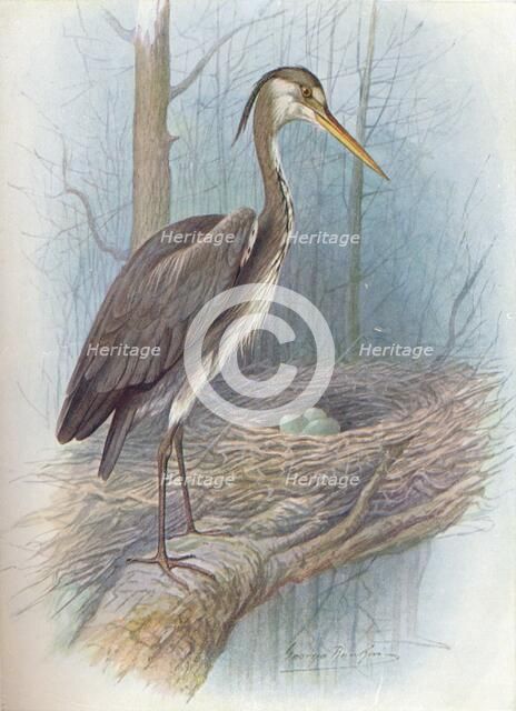 'Heron - Ar'dea cine'rea', c1910, (1910). Artist: George James Rankin.