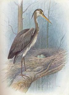 Heron - Ar'dea cine'rea c1910, (1910). Artist: George James Rankin