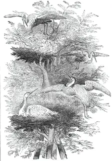 Heronry in Cobham Park, 1844. Creator: Unknown