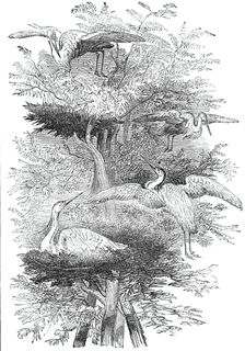 Heronry in Cobham Park, 1844. Creator: Unknown