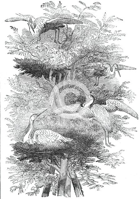Heronry in Cobham Park, 1844. Creator: Unknown.