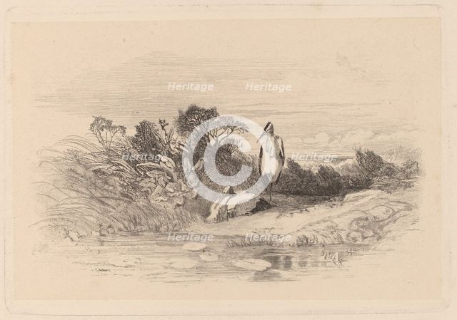Herons. Creator: Karl Bodmer.