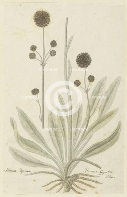Hermas igniaria or Hermas gigantea (Tontelblaar), 1777-1786. Creator: Robert Jacob Gordon.