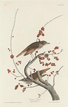Hermit Thrush, 1829. Creator: Robert Havell