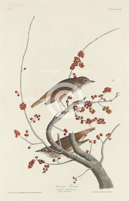 Hermit Thrush, 1829. Creator: Robert Havell.