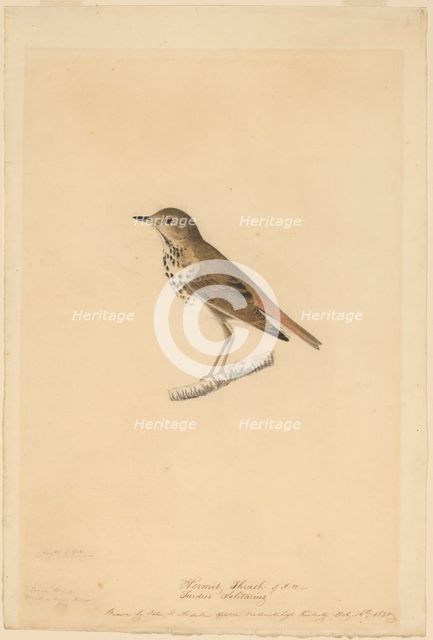 Hermit Thrush, 1820. Creator: John James Audubon.