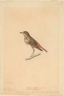 Hermit Thrush, 1820. Creator: John James Audubon