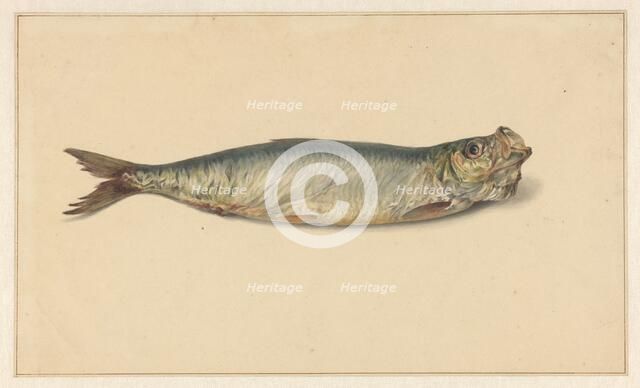 Herring, 1700-1800. Creator: Anon.