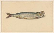 Herring, 1700-1800. Creator: Anon